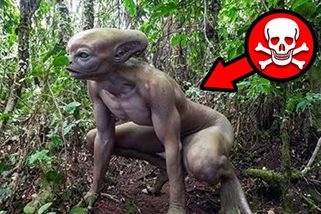 Nejnebezpečnější lidožravá zvířata z Amazonského pralesa | To nejlepší ze světa