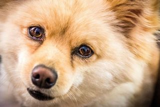 Jsme zloději, ale máme srdce. Postižené italské dívce vrátili ukradeného psa, na něhož je fixovaná - Novinky