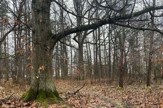 Nejstrašidelnější les je u Českých Budějovic, strom oběšenců je skutečný - Novinky