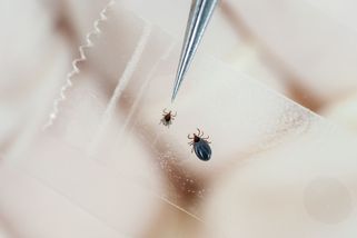 Borelióza: V krvi zůstává roky - Novinky