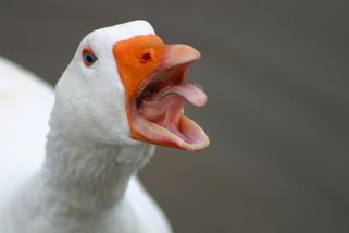 Ptačí chřipka přeskočila na krávy a šíří se mlékem. Co bude dál, nikdo neví - Seznam Zprávy