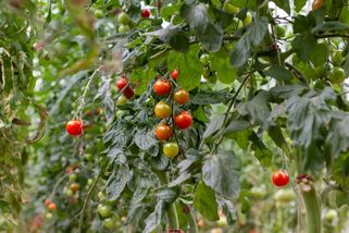 Čerstvá rajčata za 11 Kč: Tento obchodní řetězec je v každém městě - Techsvět