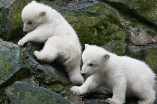 Coru záviděl Brnu celý svět. Příběh legendární medvědice se nyní vrací - Seznam Zprávy