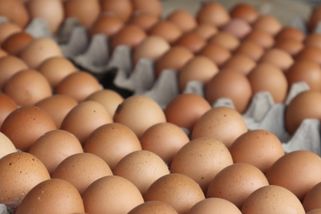 Vejce zřejmě zdraží, chovatelé nestíhají reagovat na zákaz klecových chovů