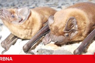 V bytě v Liberci objevila žena 205 netopýrů. Archa radí, jak při invazi postupovat