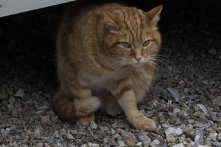 Dohra týrání kočky mladíky v Litoměřicích. Rozlícený dav postává před domem, vyhrožuje násilím