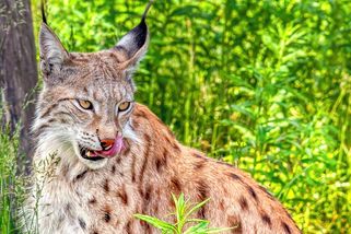Rysů v Česku přibývá. Jaká je historie našeho vzájemného soužití? A dokážeme žít v symbióze? - Médium.cz