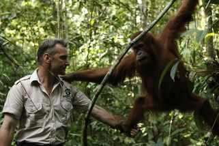 Pravděpodobnost, že člověk pochází z opice, je mizivá - Médium.cz