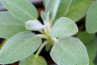 Dubnové množení bylin řízkováním: Vhodné jsou šalvěj