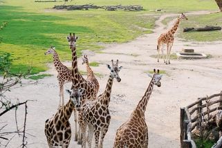 Rodinný výlet do ZOO skončil tím, že manžel odešel s průvodkyní na kávu. Domů už nepřišel - Médium.cz
