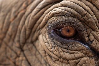 Slonici Mary odsoudili za vraždu. Veřejná poprava měla uspokojit dav, oběsit ji museli dvakrát - Médium.cz