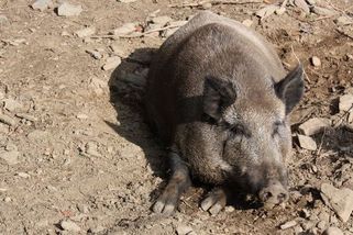 Mezi divočáky se šíří nemoc přenosná na psy. Pro ně je smrtelná - Novinky