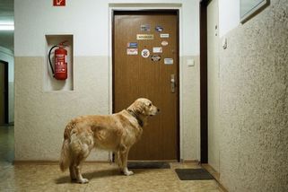 Zakázat nájemníkovi zvíře nebo trvalé bydliště majitel nesmí. Zákon je v tomto neúprosný