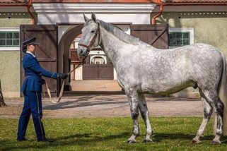 jezdci.cz/clanky/narodni-hrebcin-zahajil-sezonu-jezdecke-dny-se-tam-konaji-uz-osmdesat-let