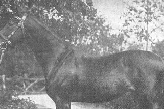 jezdci.cz/clanky/kral-sprintu-pribeh-kone-ktery-mozna-dal-jmeno-gomba-handicapu