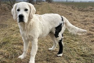 Zlatý retrívr z Českobudějovicka je výjimečný i ve světovém měřítku. Má vzácnou chiméru - Novinky