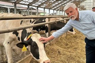 Prezident mezi krávami: Petr Pavel navštívil 1. zemědělskou v Chorušicích