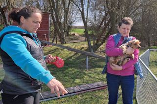 20 psů z množírny. Palermo bojuje o život, Kessy má poslední šanci - Médium.cz