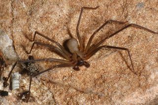 Malý štípanec, žádná bolest, pak smrt. Další oběti koutníka hlásí Itálie - Novinky