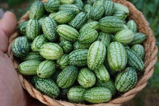 Vypadá jako mini meloun, chutná jako okurka s limetkou: Seznamte se s cucamelonem, hitem českých zahrad!