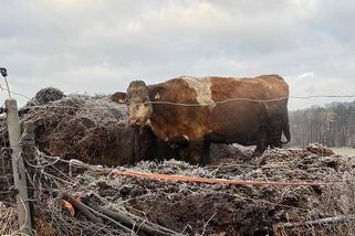 Šokující odhalení: Zvířata na Trutnovsku trpěla v otřesných podmínkách