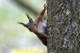 Veverka zastavila kácení nemocných stromů v Bohumíně na Karvinsku - Novinky