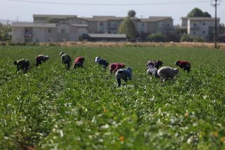 Kvůli protiimigračním raziím nemá na kalifornských farmách kdo sklízet úrodu - Novinky