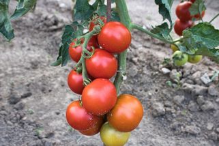 Rostlina, kterou vysévám každé jaro, vypadá nádherně a chrání záhony lépe než chemie