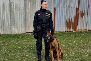 Zloděj v Brně měl smůlu, po stopě mu šel úřadující psí mistr republiky - Novinky