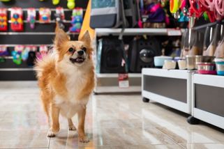 V supermarketu s pejskem nenakoupíte, do IKEA či Decathlonu ale zvířecí mazlíčci můžou!