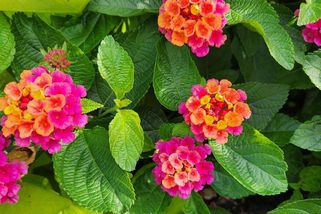 Dejte sbohem muškátům: Tahle rostlina kvete až do prvních mrazů, mění barvy jako chameleon a voní po žvýkačce