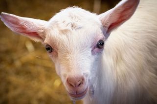 Běžná praxe mléčných farem. Kozlíky čeká hned po narození zbytečná smrt - Médium.cz