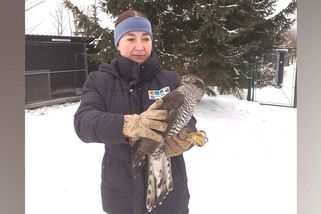 Samice jestřába při lovu na Jablonecku oslepla, po týdnech léčby se vrátila do přírody - Novinky