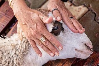 Senát rozhodne o rituálních porážkách. Zemědělcům by pomohly v tvrdé konkurenci