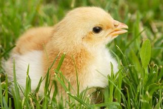 Ind snědl živé kuře v naději, že se stane otcem, a zemřel. Kuře z krku vytáhli živé - Novinky