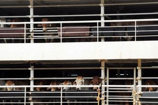 Tisíce krav se topí v exkrementech na lodi uvázlé v přístavu. Turci odmítají náklad vyložit kvůli chaosu v dokumentech - Novinky