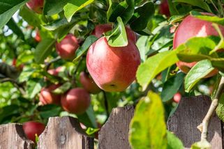 ŽENA-IN - Nový soused nás letos připravil o úrodu, zlobí se Marie. Na ovoce z cizího stromu máme nárok jen v jednom případě, jinak jde o krádež