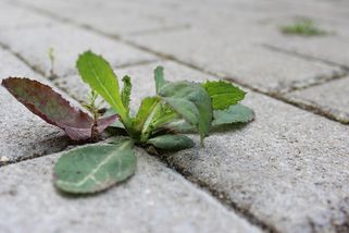 Až 97 % Čechů má na zahradě plevel. Netuší přitom, že za to hrozí pokuta. Kdo si nedá pozor, bude muset zaplatit až 500 000 Kč