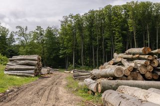 Zvláštnost českých lesů. Klimatickou krizi nezlepšují, naopak zhoršují, říká ochranář