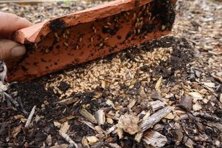 Jak zničit mravence v záhonu: 4 geniální tipy na přírodní prostředky, které fungují