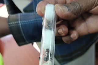 Invaze mravenců. Pytláci kradou africký hmyz a prodávají ho za miliony - Seznam Zprávy