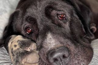 Přivázali ho na zastávce a zmizeli: obr Drobek z mělnického útulku sní o domově