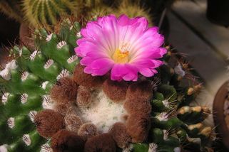 Kauza kolem čtveřice Čechů s kaktusy: Exkluzivní zpověď