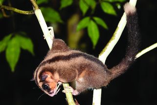 koktejl | Obživlá fosilie: 6 000 let ji nikdo neviděl, teď se vačice zjevila v džungli