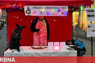 Kapři také cítí bolest, hlásají aktivisté v Brně. Od zabíjení ryb odrazují prodejem vánočních psů