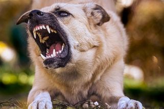 On je hodnej, on nekouše - Médium.cz