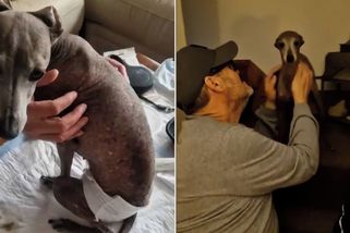 Veterinář nedával fence naději, díky AI stále žije - Novinky