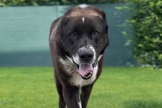 Možná stopa v pátrání po Kugim. Lidé zahlédli velkého psa u Kelče