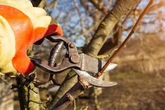 Chcete plné koše ovoce? Vezměte do ruky zahradnické nůžky. Předjarní řez funguje!
