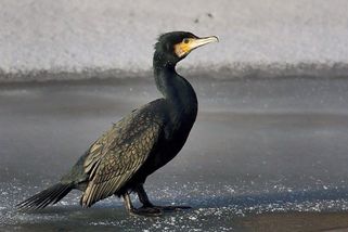 Na Vysočině nejvíc škodí vydry a kormoráni, vlci jen okrajově - Novinky
